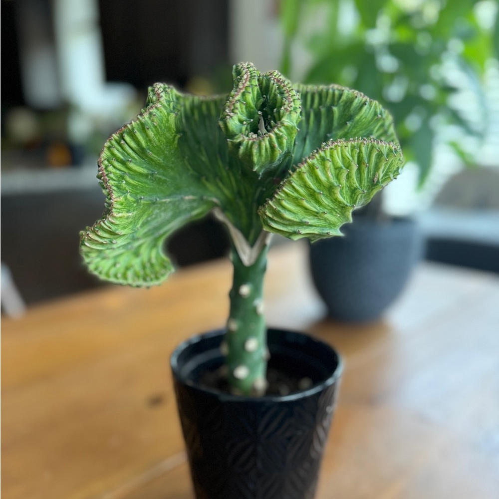 Rare Grafted Cactus with a bit of variegated coloring. Perfect Gift!